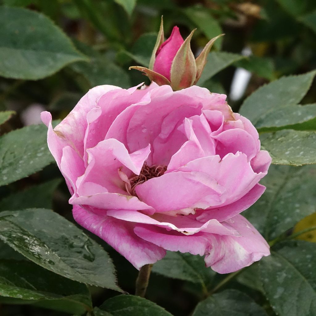 Rosa Womanity - Edelrose