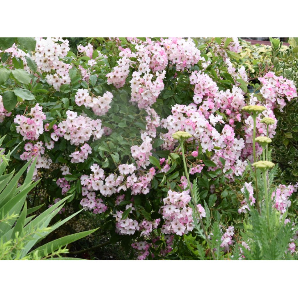 Rosa Ballerina - Strauchrose