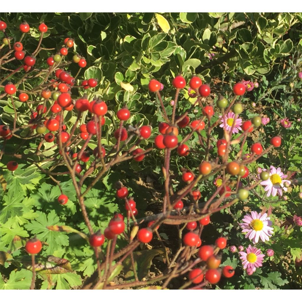 Rosa Ballerina - Strauchrose