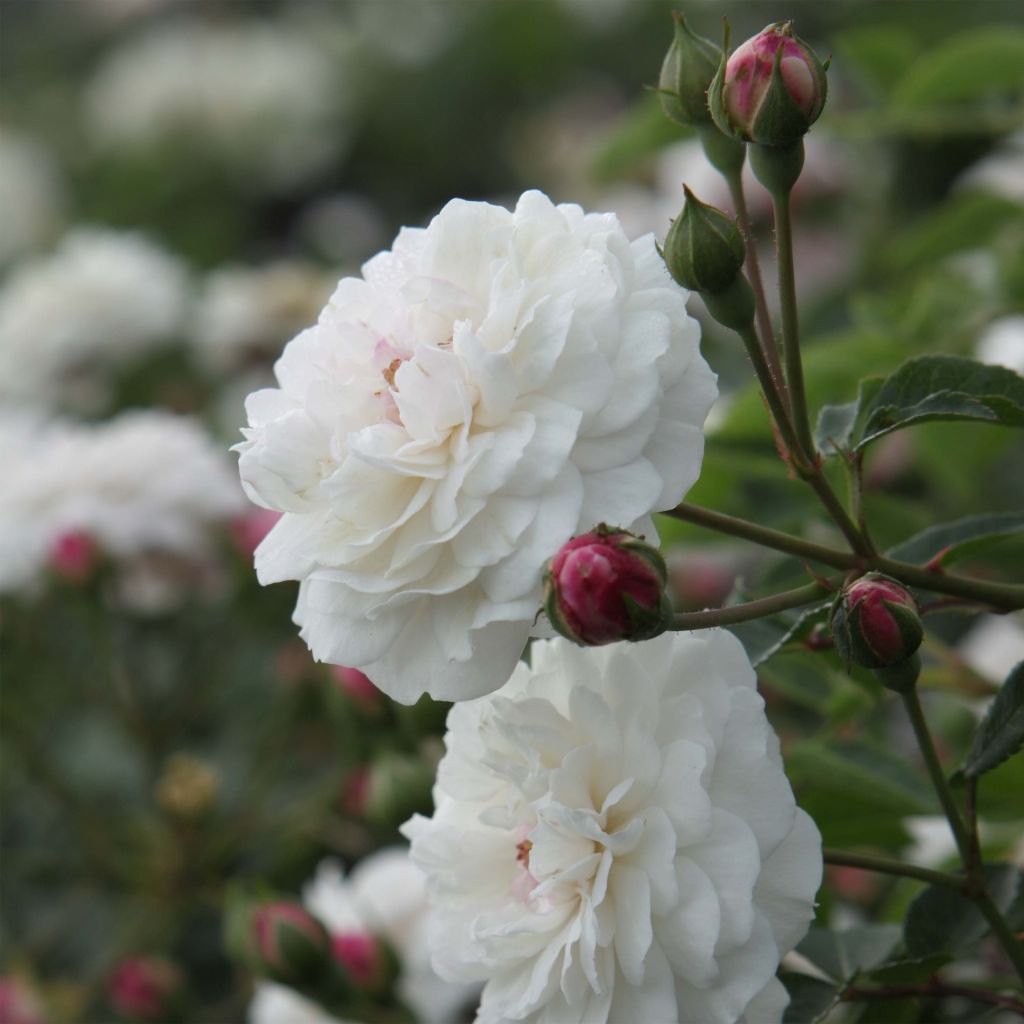 Rosa Little White Pet - Historische Rose