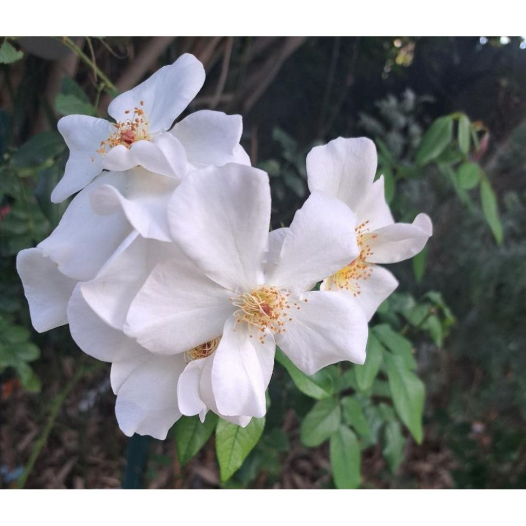 Rosa Sally Holmes - Moderne Hybrid-Rose