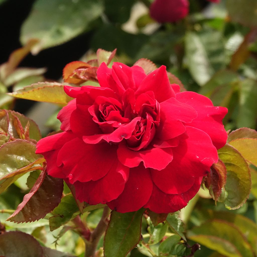 Rosa Hamlet Harfervour - Englische Rose