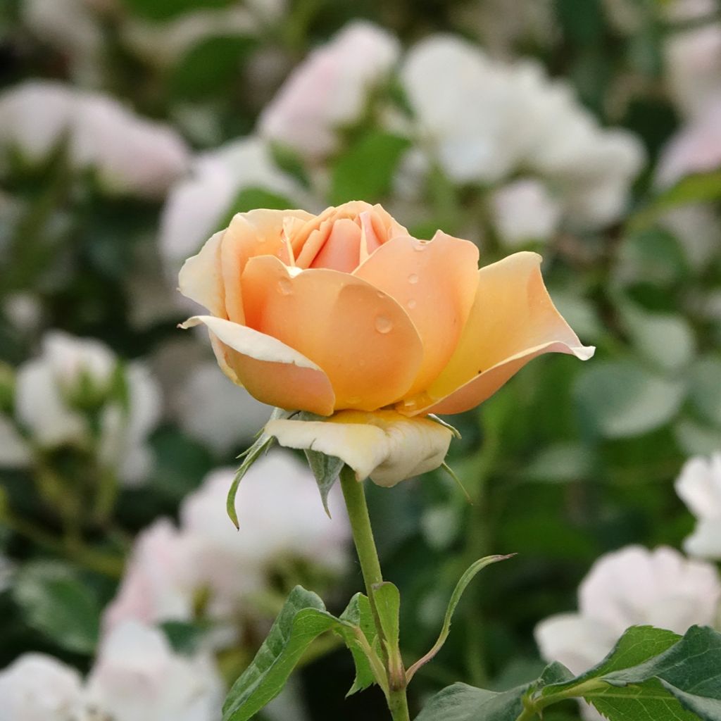 Rosa English Legend Sherlock Holmes - Englische Rose