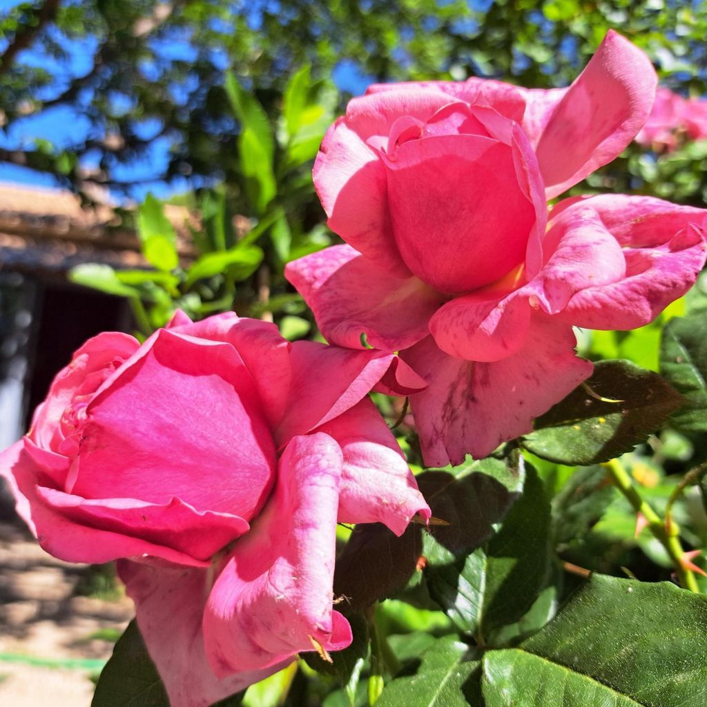 Rosa English Legend Sir Lancelot - Englische Rose