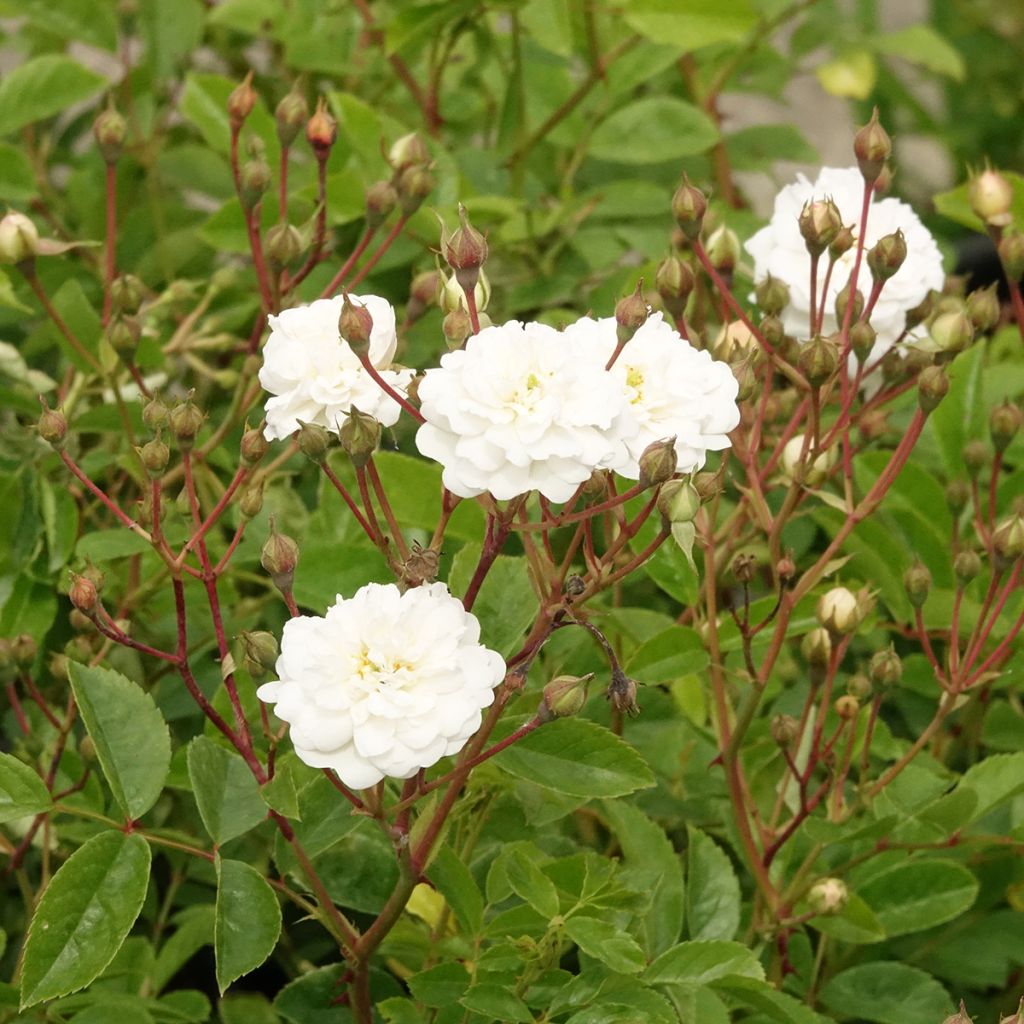 Rosa moschata Annelies - Moschus-Rose