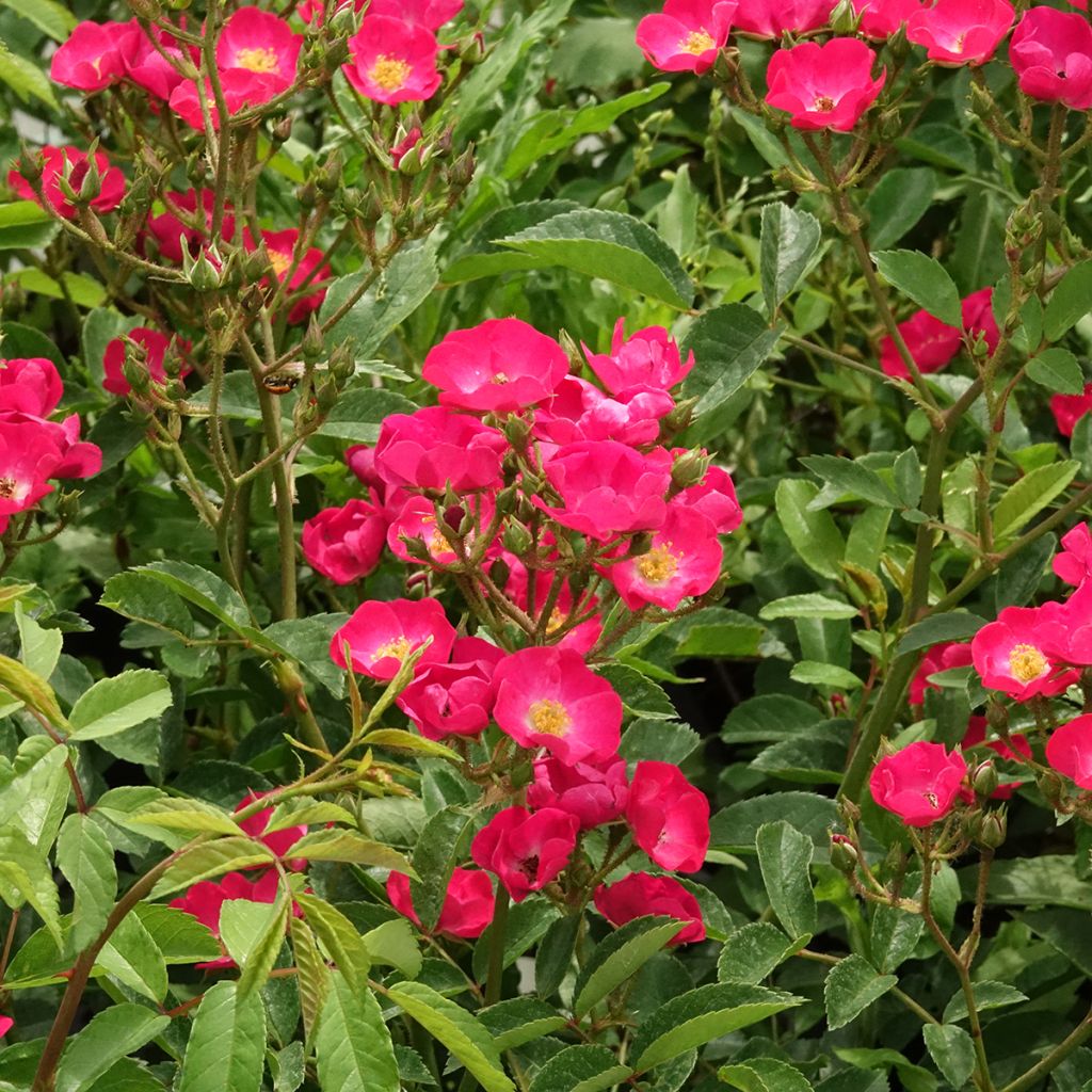 Rosa moschata Vif Eclat - Moschus-Rose