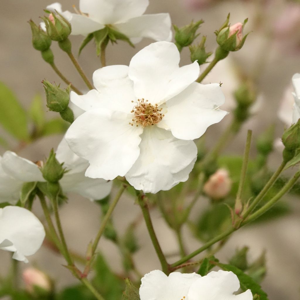 Rosa moschata White Magic - Moschus-Rose