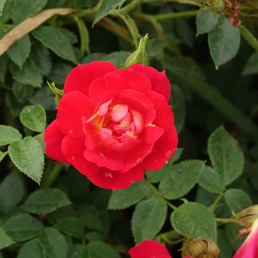 Rosa polyantha Bee's Paradise Light Red - Polyantha-Rose