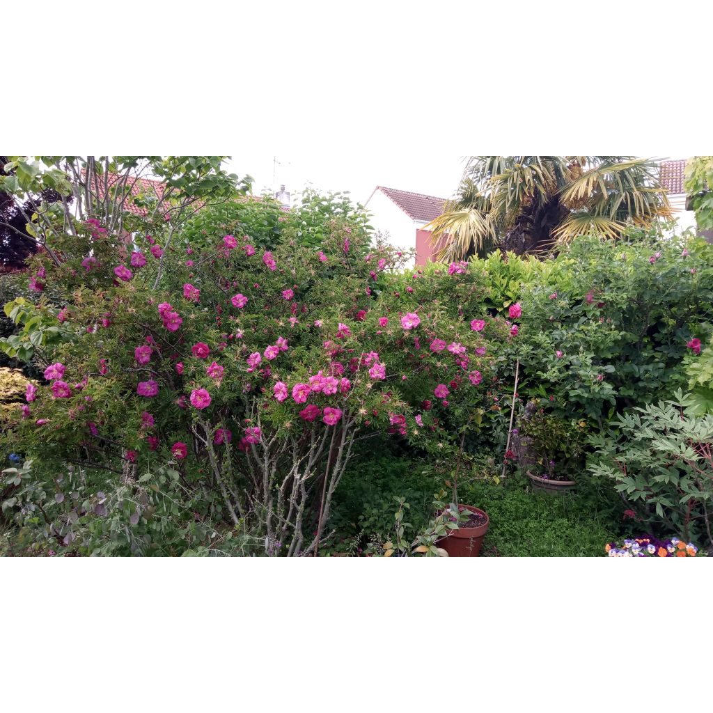 Rosa nitida - Glänz-Rose