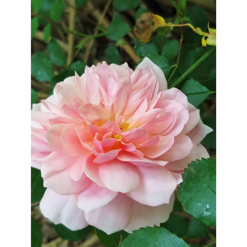 Rosa moschata Anne Boleyn - Englische Rose
