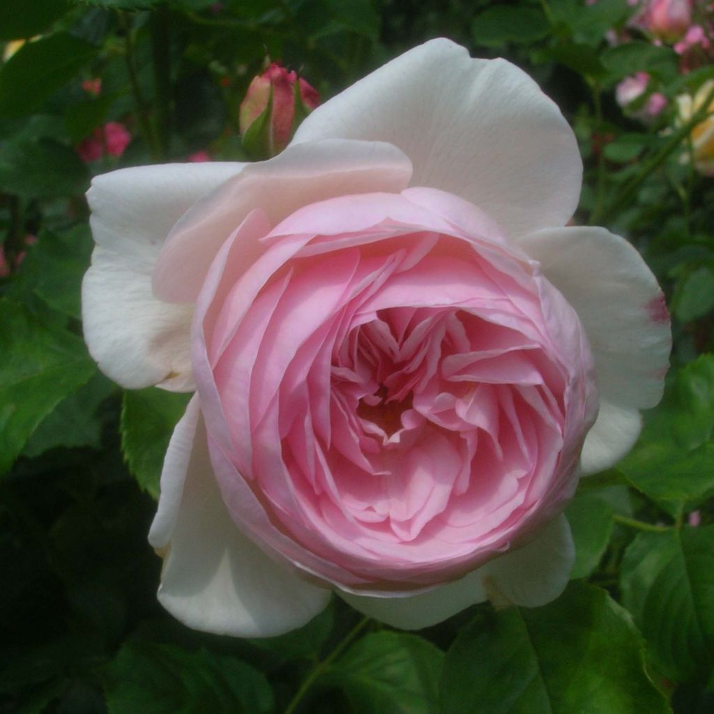 Rosa Heritage - Englische Rose