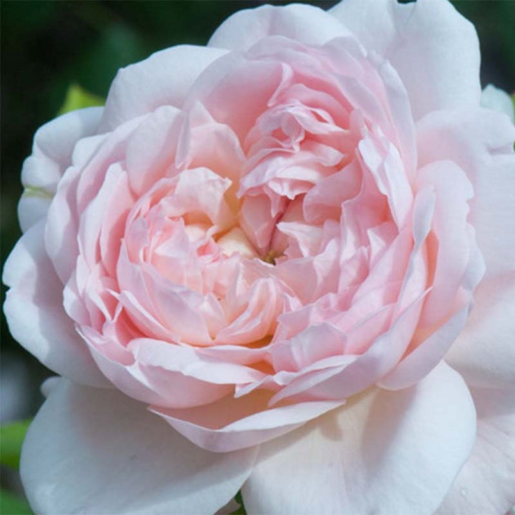 Rosa Heritage - Englische Rose