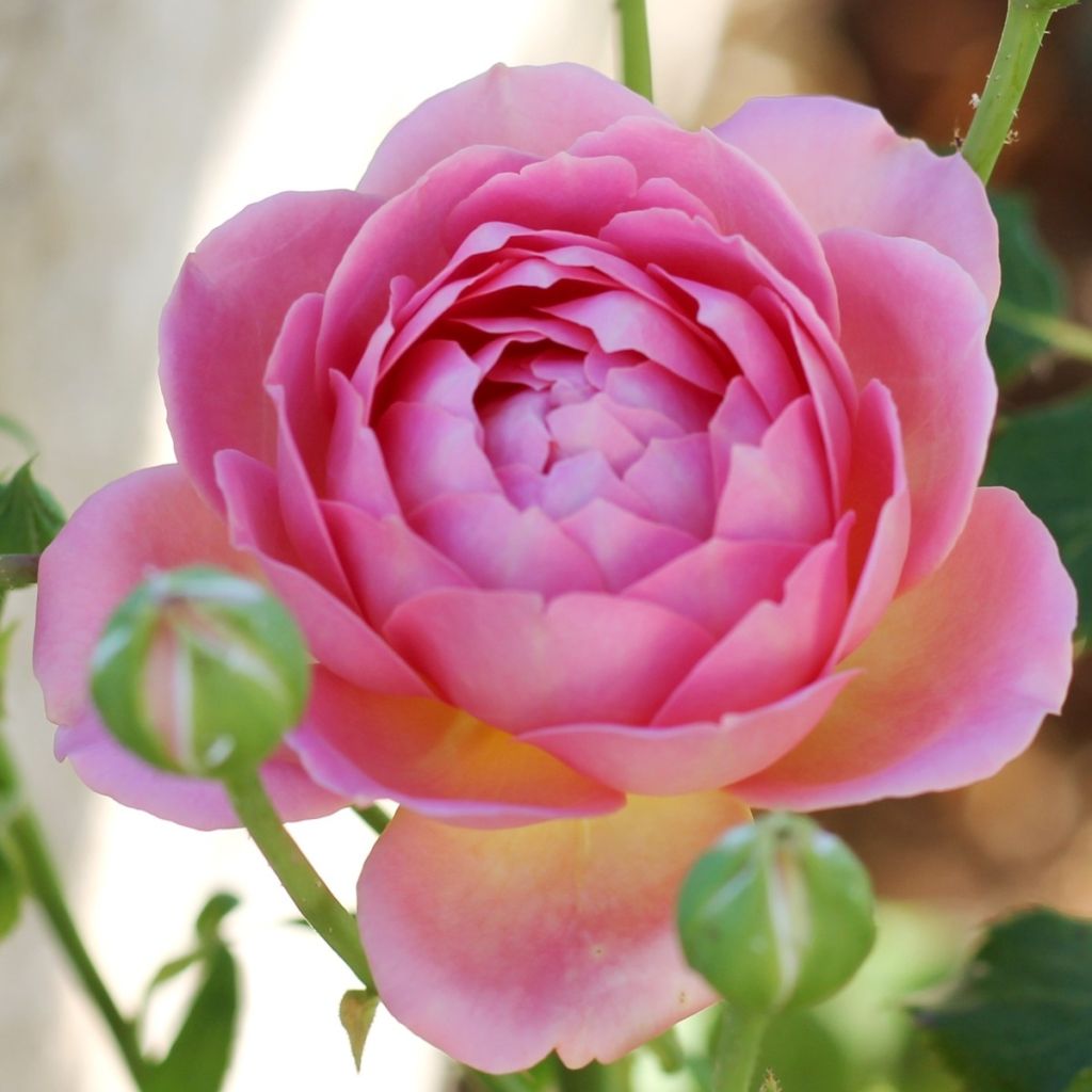 Rosa Jubilee Celebration - Englische Rose