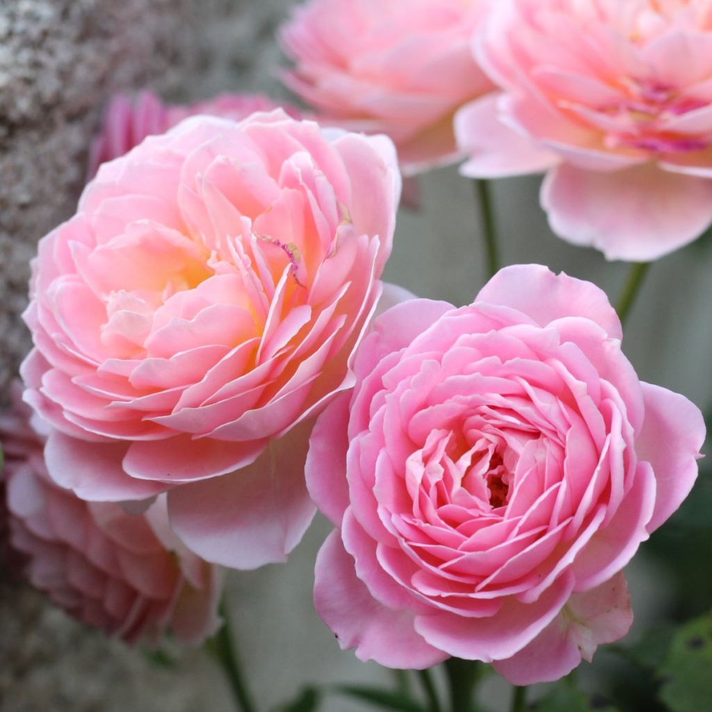 Rosa Jubilee Celebration - Englische Rose