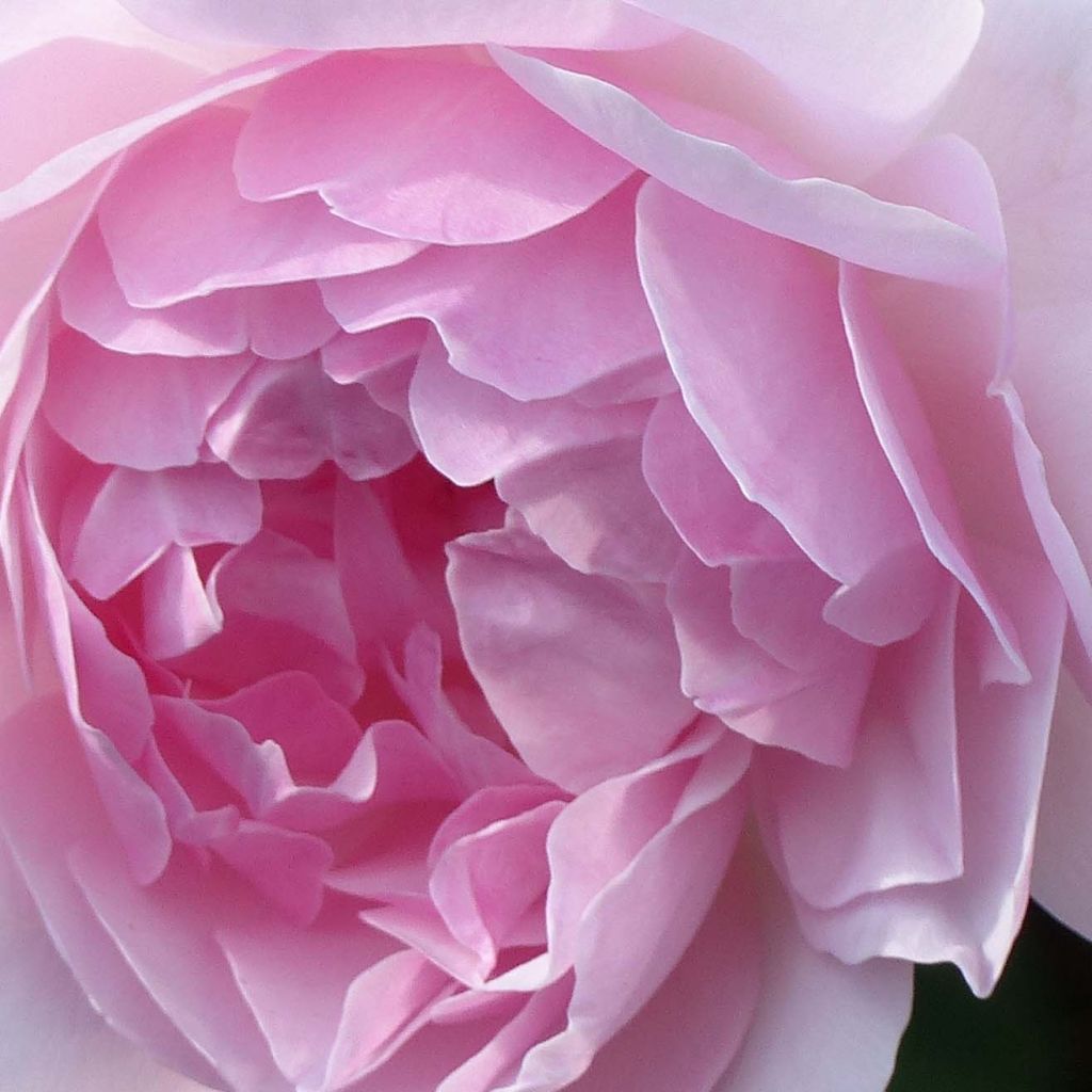 Rosa Lady Salisbury - Englische Rose