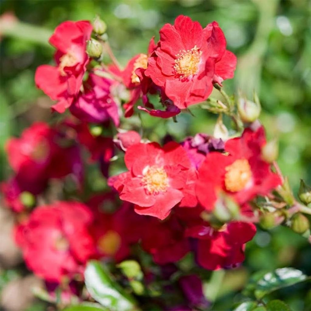Rosa Vesuvia - Bodendecker-Rose