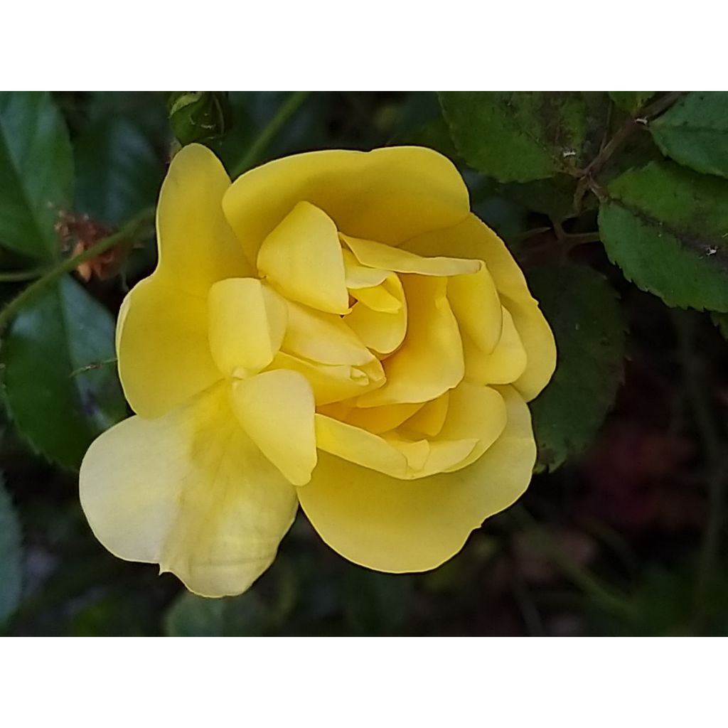 Rosa Celina - Bodendecker-Rose