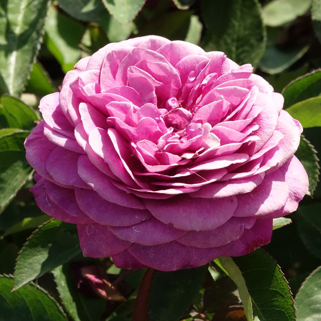 Rosa polyantha Heidi Klum