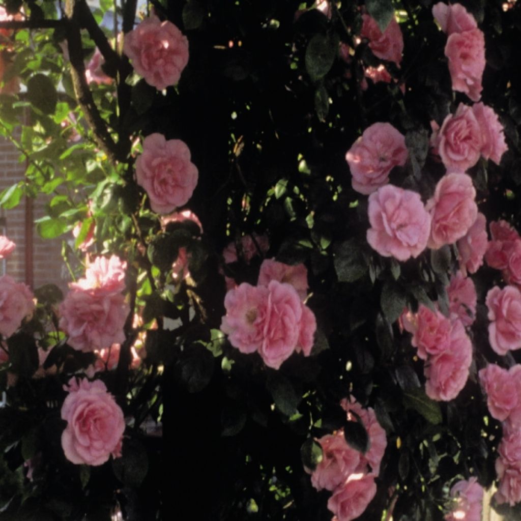 Rosier Grimpant Coral Dawn