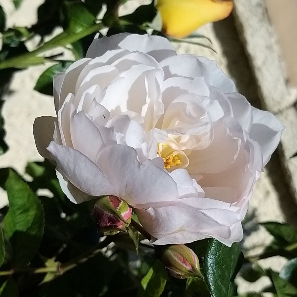 Rosa David Austin The Generous Gardener - Kletterrose