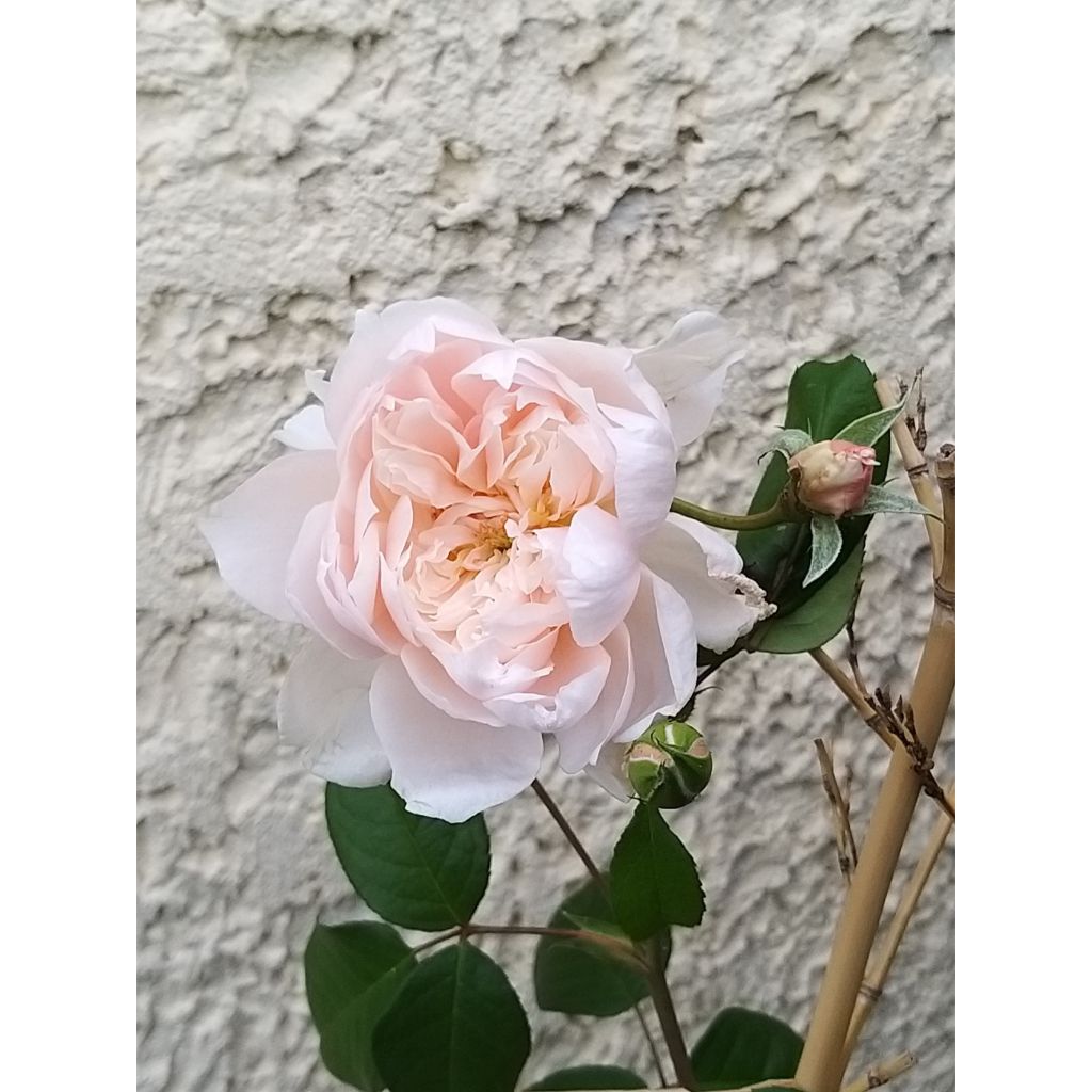 Rosa David Austin The Generous Gardener - Kletterrose