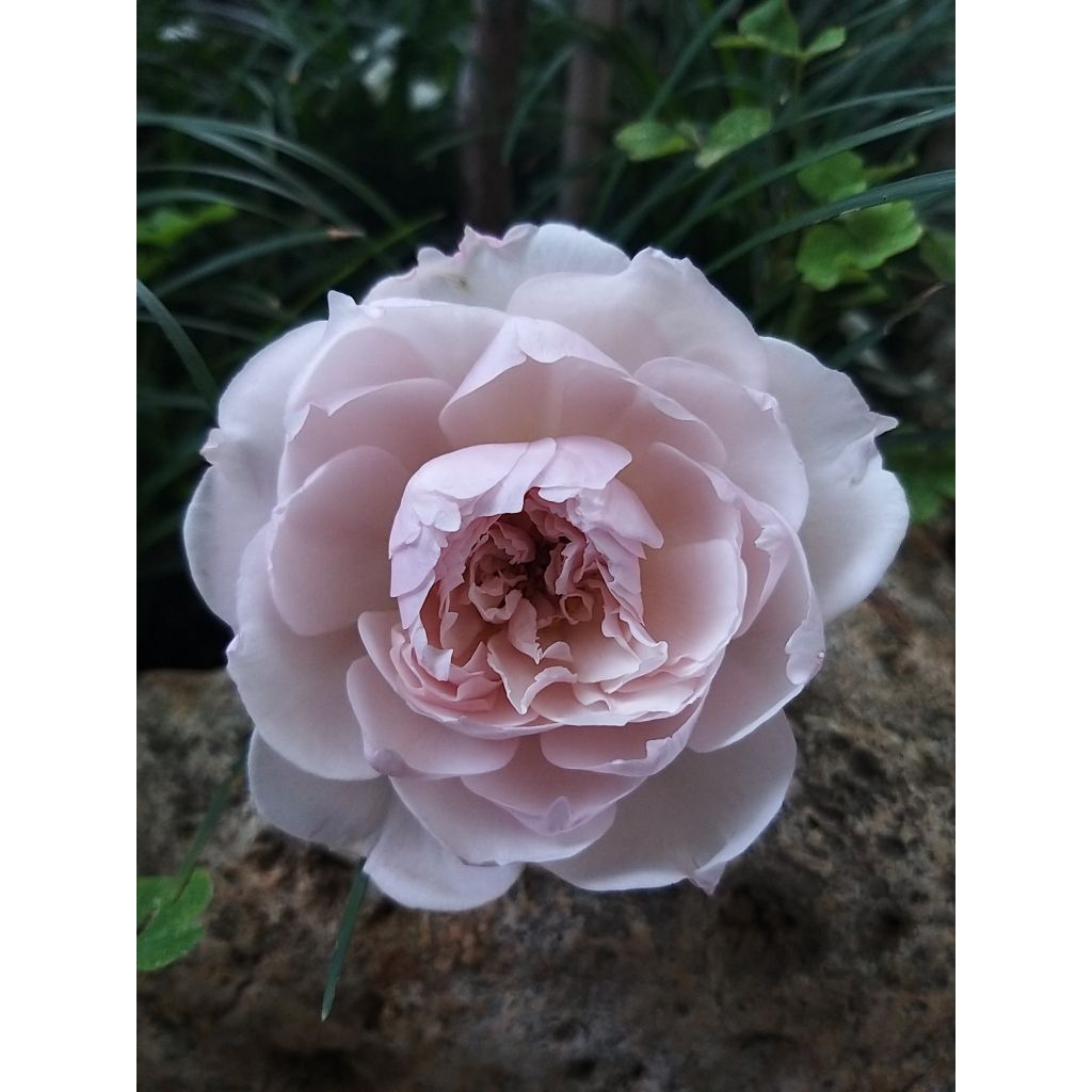 Rosa David Austin The Generous Gardener - Kletterrose