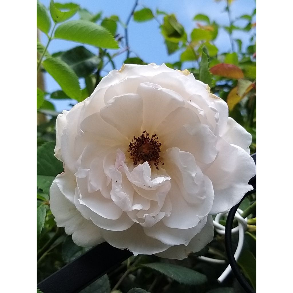 Rosa David Austin The Generous Gardener - Kletterrose