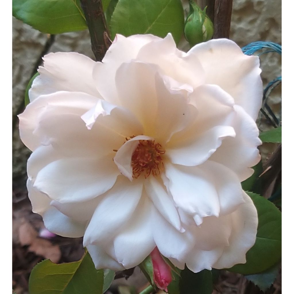 Rosa David Austin The Generous Gardener - Kletterrose