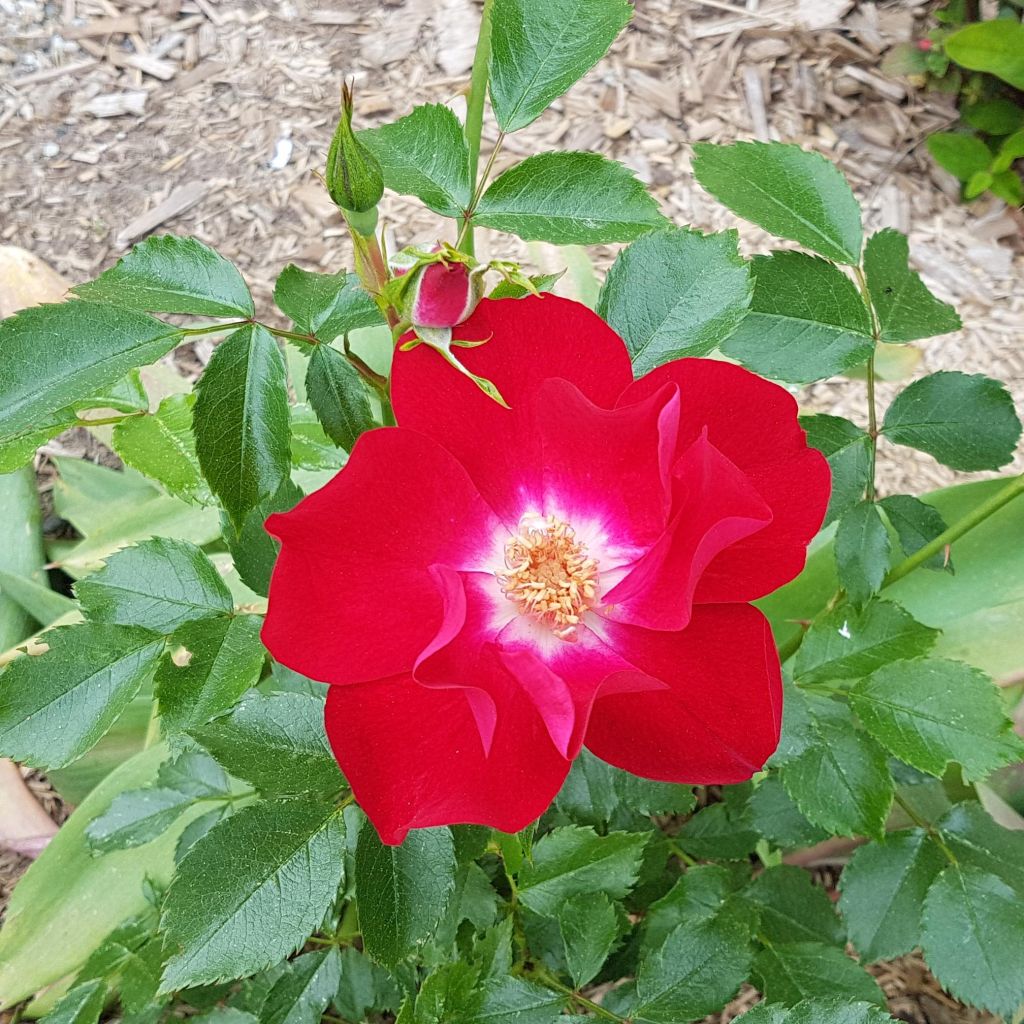 Rosa Dortmund - Kletterrose