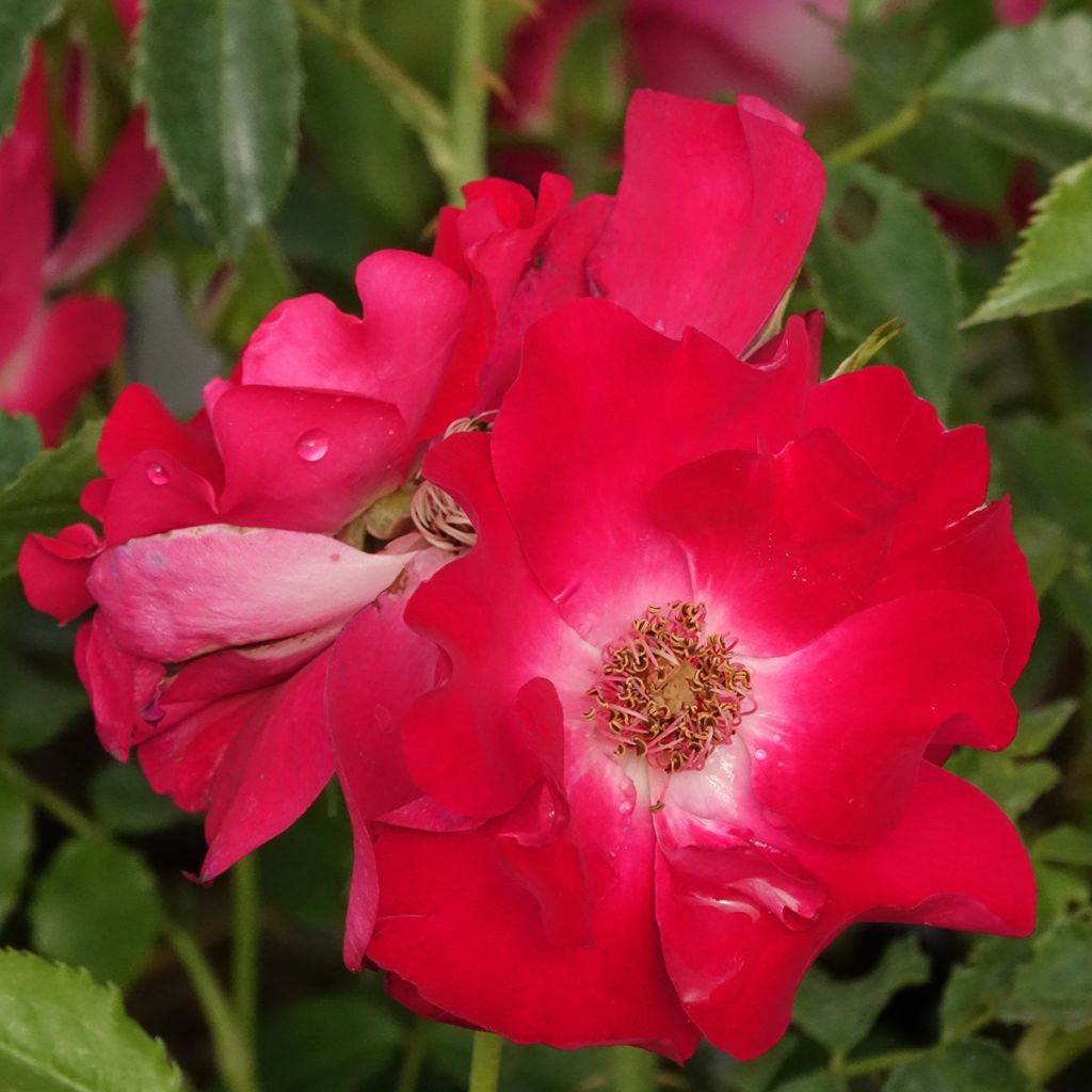 Rosa Dortmund - Kletterrose