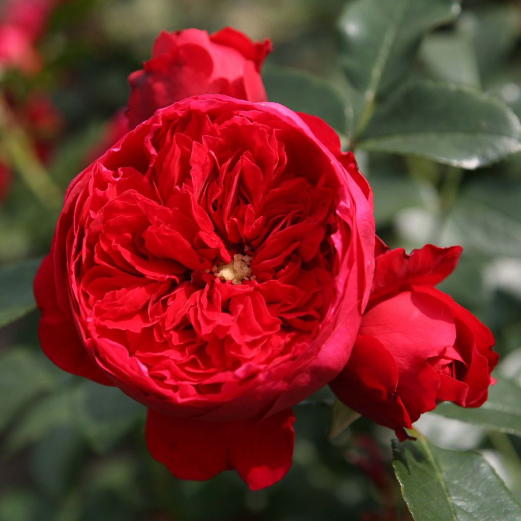 Rosa Florentina - Kletterrose