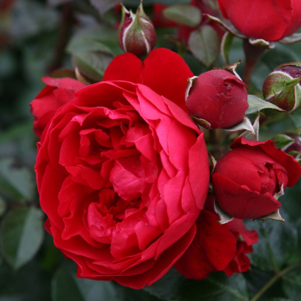 Rosa Florentina - Kletterrose