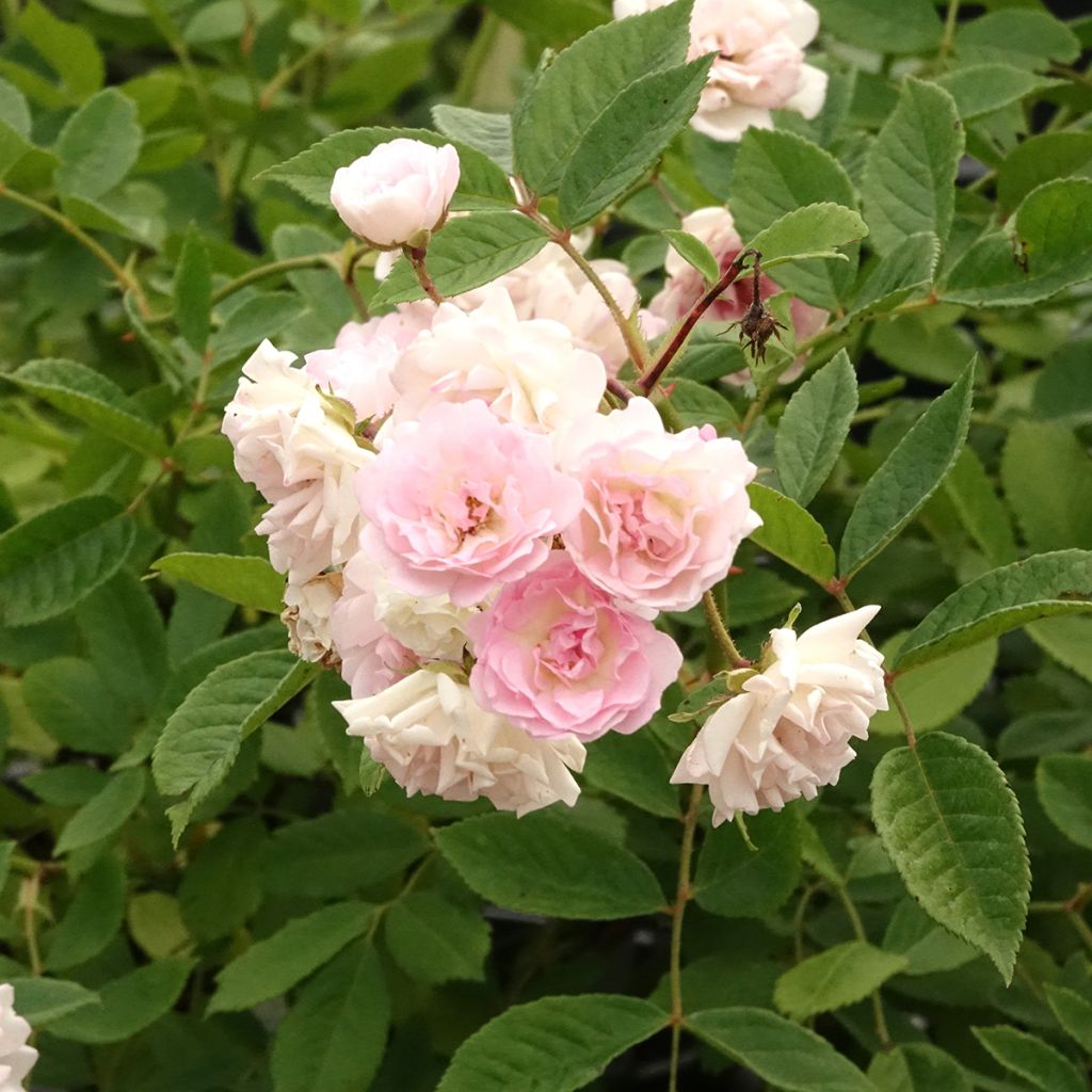Rosa Frau Eva Schubert - Kletterrose