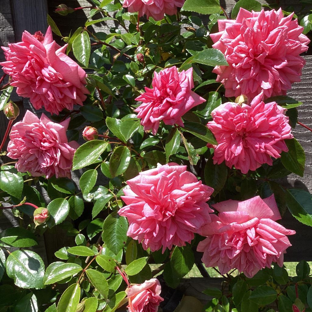 Rosa wichuraiana Paul Transon - Kletterrose