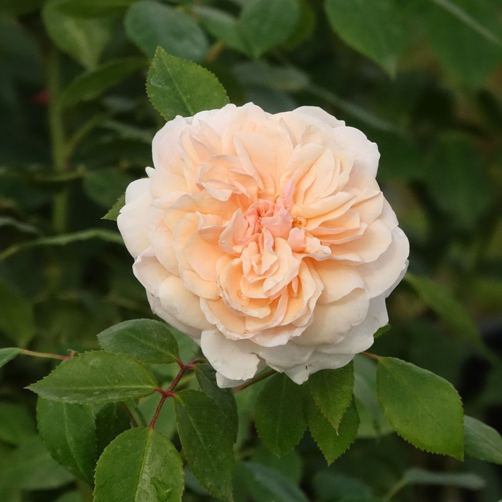 Rosa Sabrina - Kletterrose