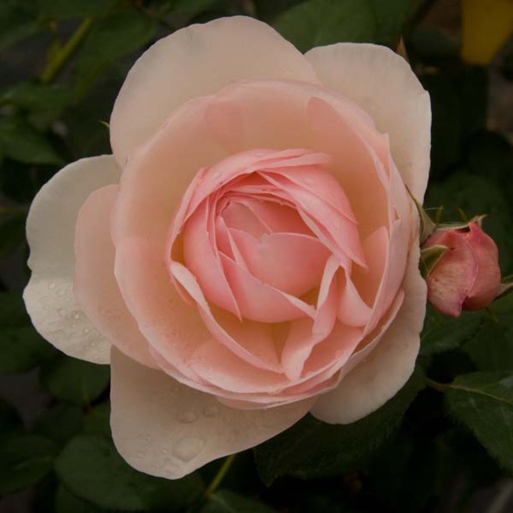 Rosa Heritage - Englische Rose
