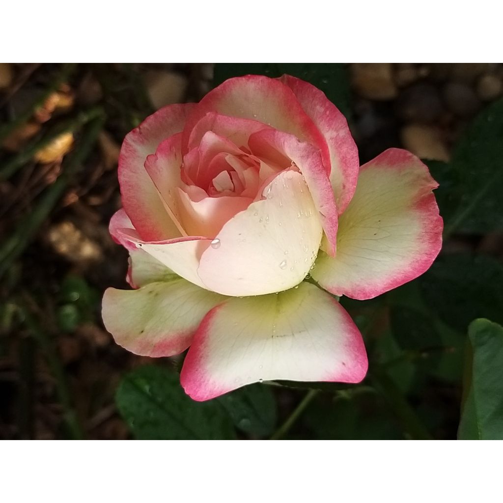 Rosa Jubilé du Prince de Monaco - Kletterrose