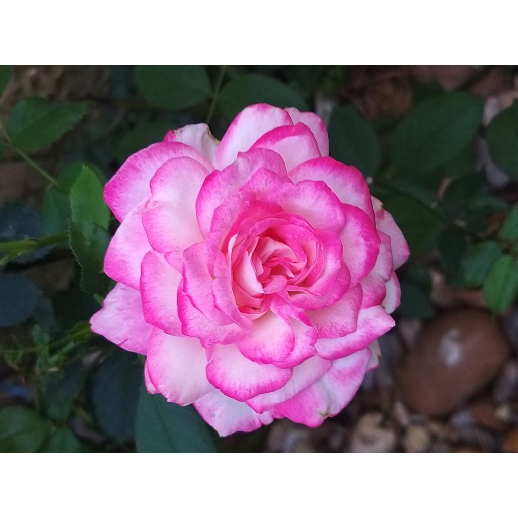 Rosa Jubilé du Prince de Monaco - Kletterrose