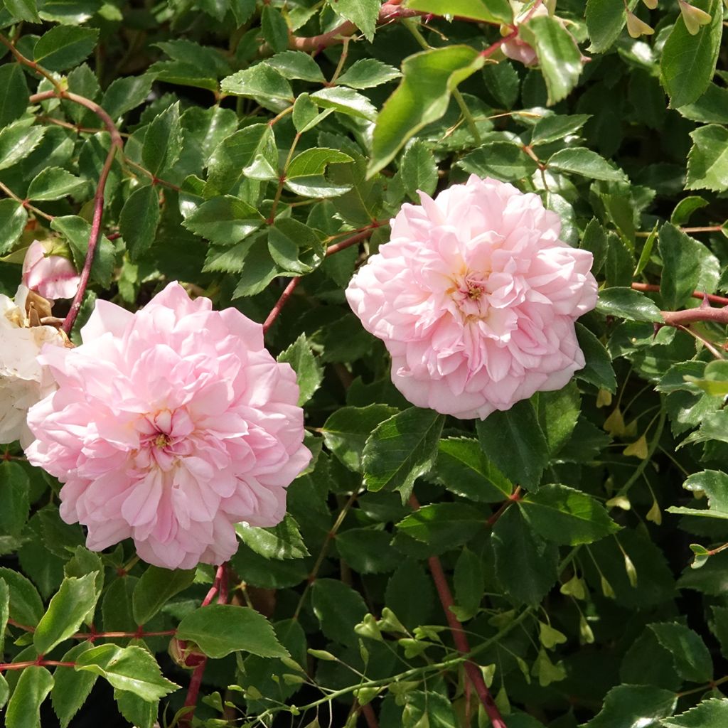 Rosa wichuraiana François Juranville - Rambler-Rose