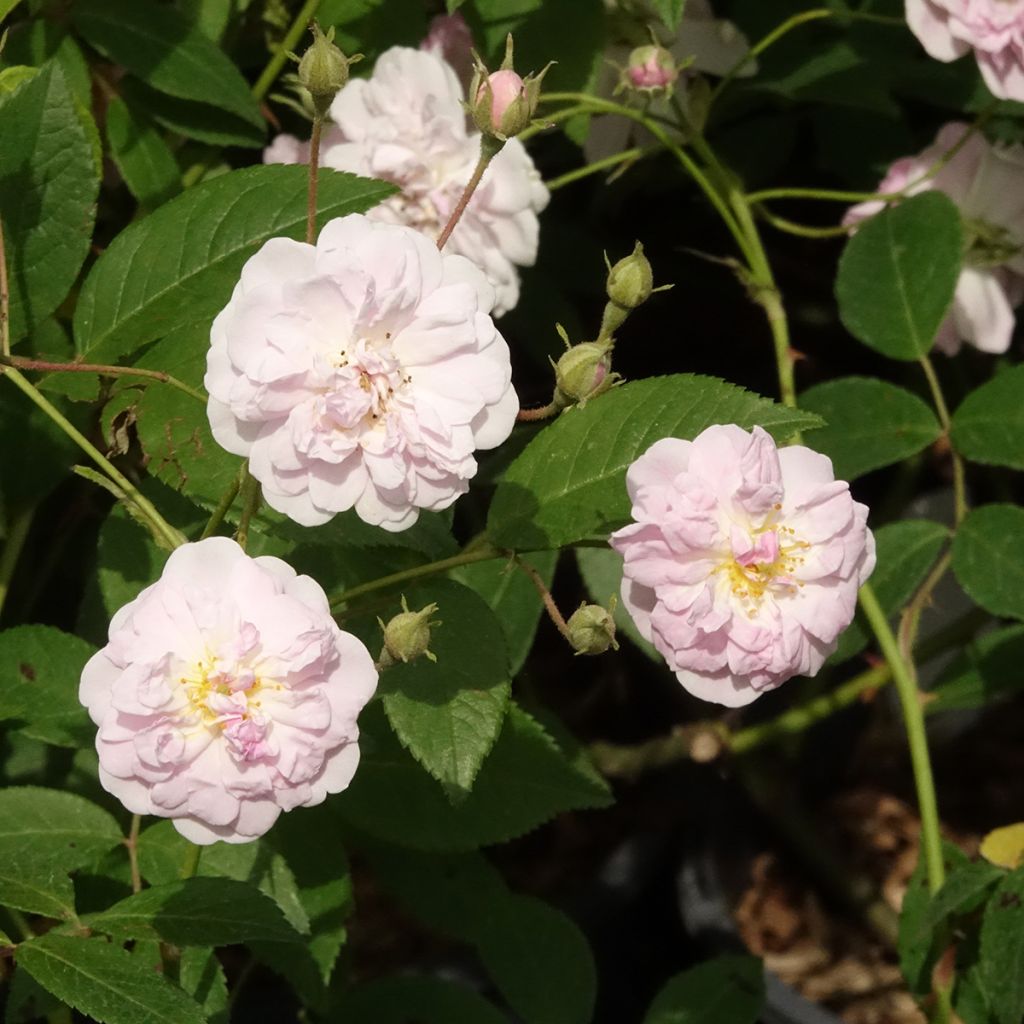 Rosa moschata Paul's Himalayan Musk - Moschus Rambler-Rose