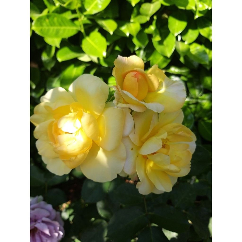 Rosa polyantha Bordure d'Or 'Delbojaun' - Zwerg-Parkrose