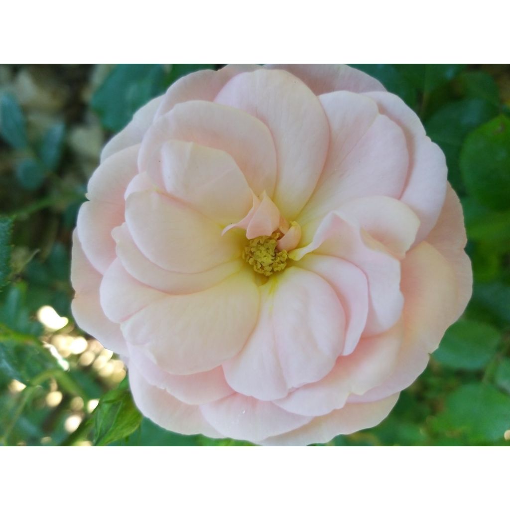 Rosa polyantha Bordure Nacrée 'Delcrouf' - Zwerg-Parkrose