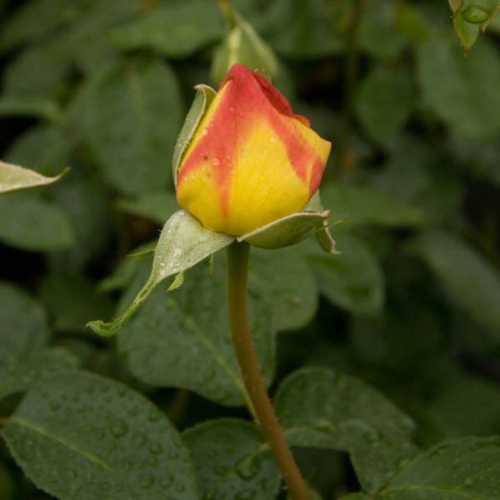 Rosa Mme A. Meilland - Edelrose