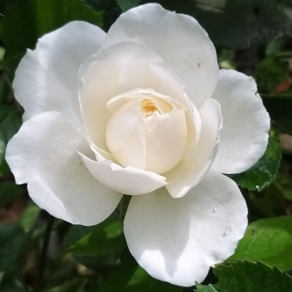 Rosa Princesse de Galles - Moderne Hybrid-Teerose