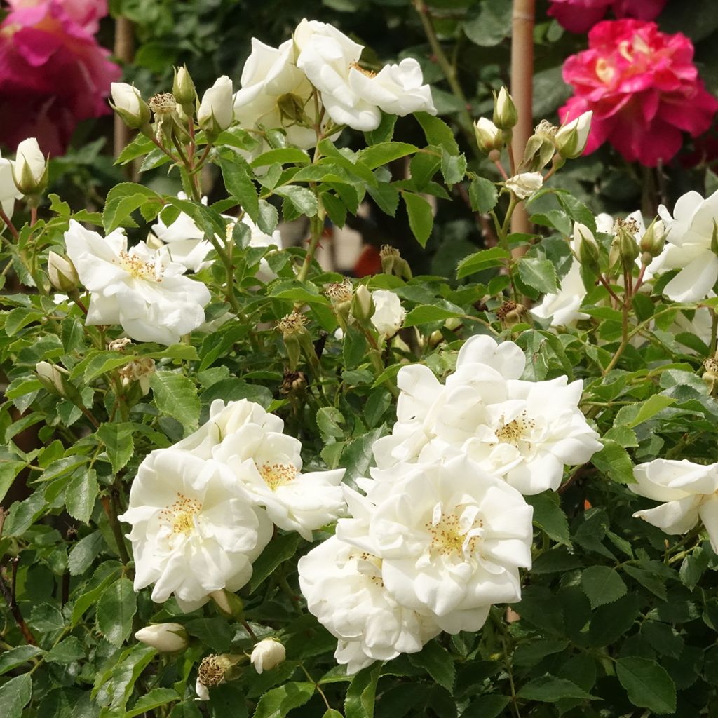 Stammrose Opalia noaschnee