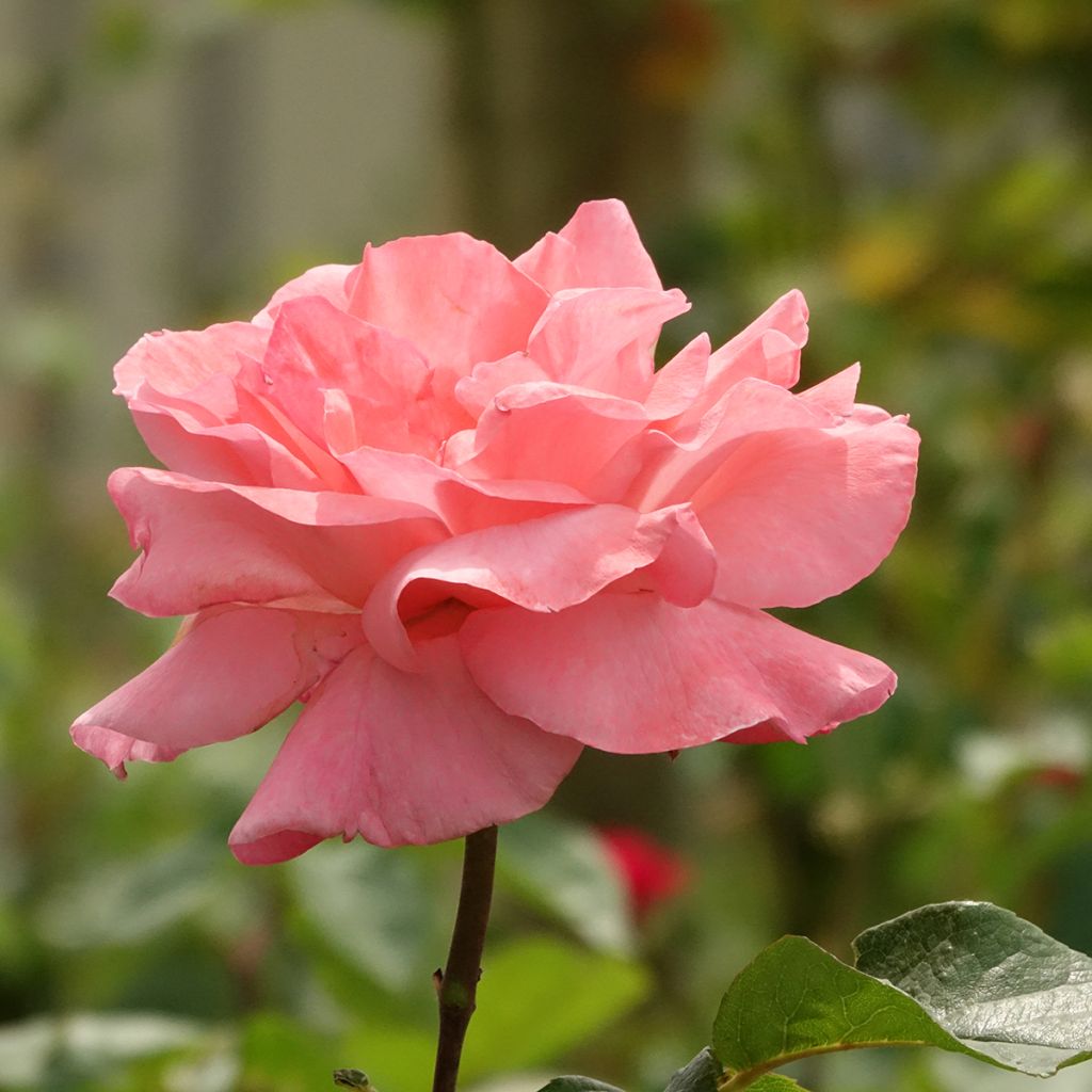 Stammrose Queen Elisabeth