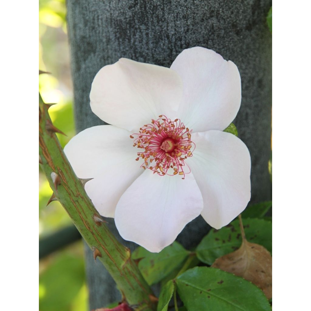 Rosa Astronomia Meillandécor - Beetrose