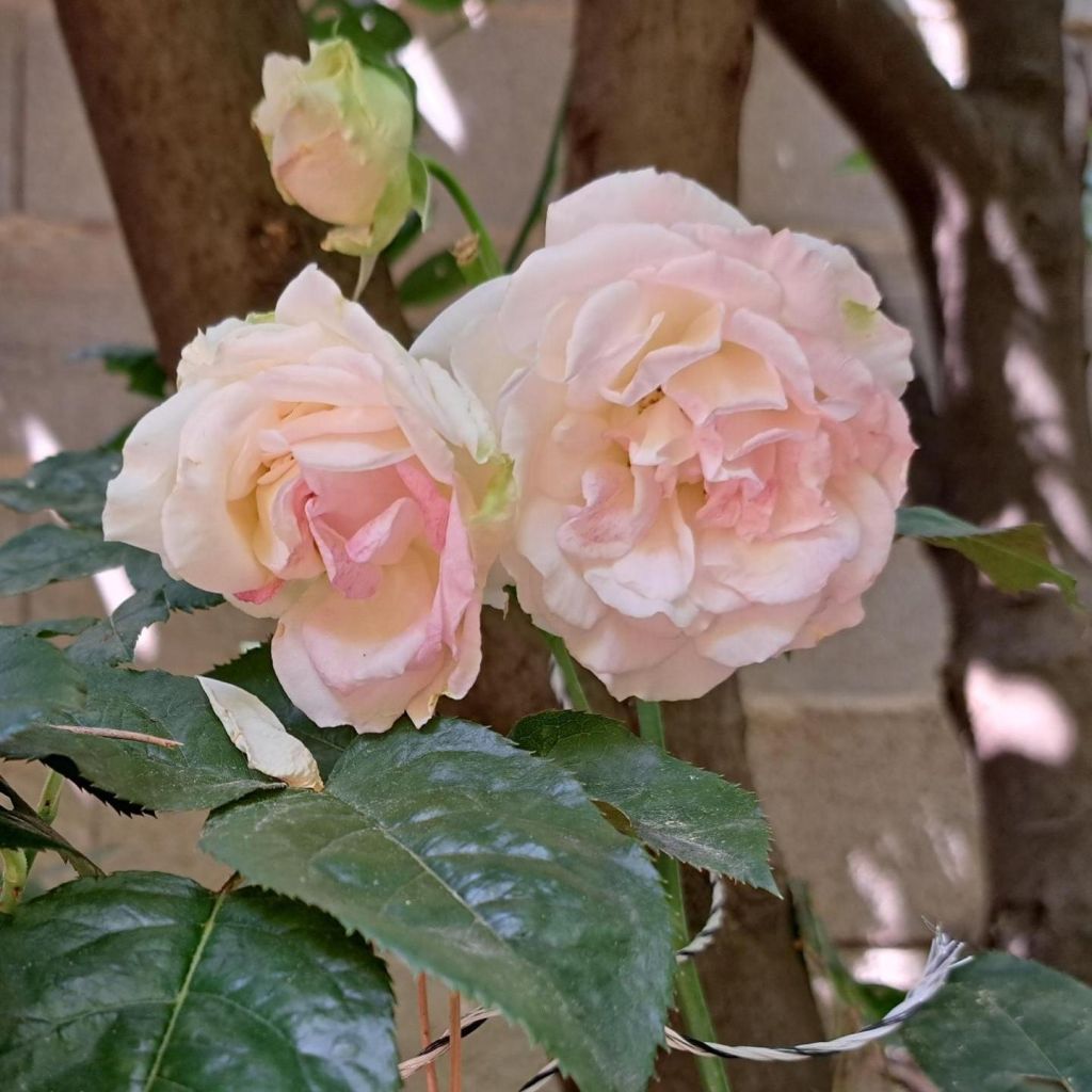 Rosa Courage - Edelrose