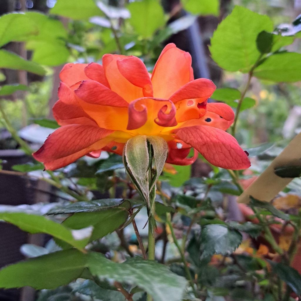 Rosa Havanna - Beetrose