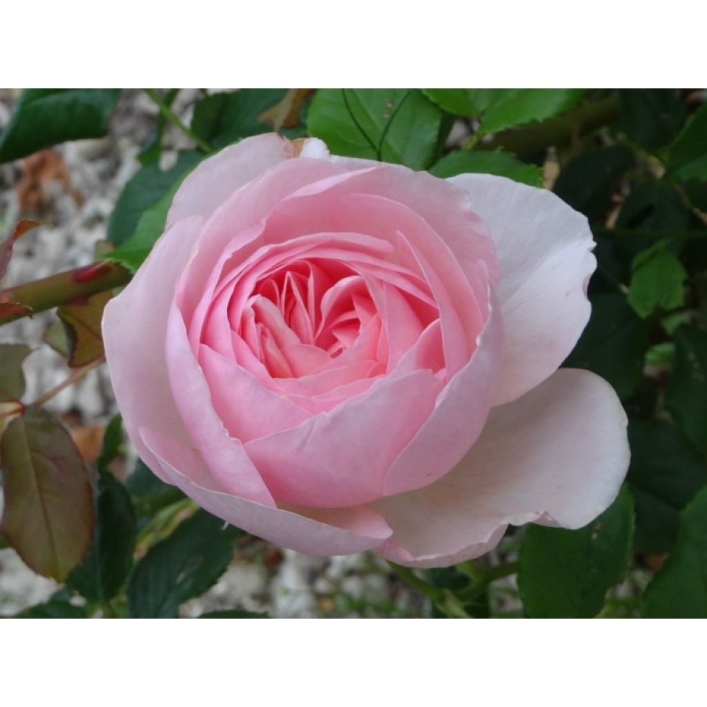 Rosa Heritage - Englische Rose